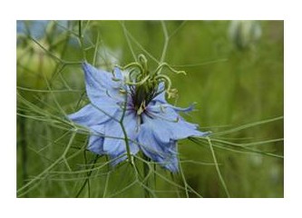 Hamileliğe hazırlık