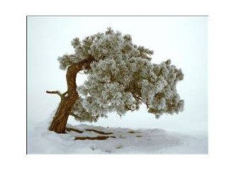 Yalnızlığım