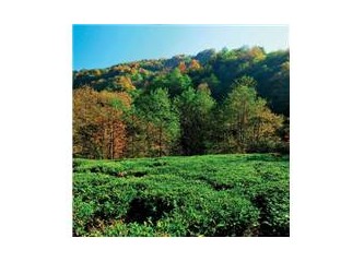 Herşey sağlık için