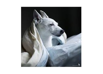 Sevilmeyince köpekleşiriz (birinci bölüm)