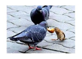 Aptallığı, zayıflığı, hastalığı, çiğliği ve zaafları ile insan olabilmek