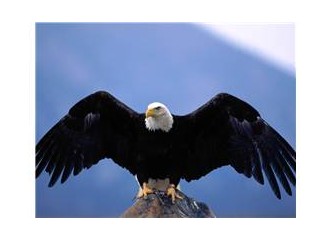 Bir kartal gibi ölebilmek