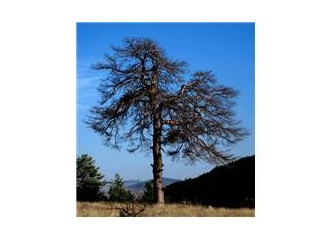 İzcilerin Kutsal Mabedi; Çamkoru Tabiat parkı