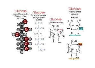 Karbonhidratlar – Canlıları oluşturan temel maddeler – 2
