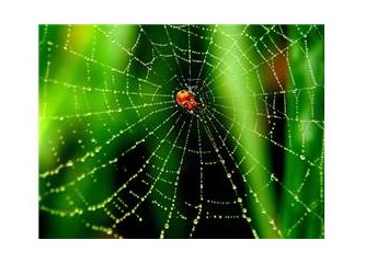 Doğada şekil hafızasına sahip bilinen tek madde; örümcek ipliği