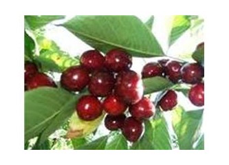 Küreselleştilimenin tarımcası…