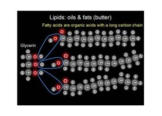 Yağlar, lipidler – Canlıları oluşturan temel maddeler – 3