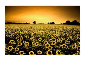 İnsan pek zalim pek nankördür