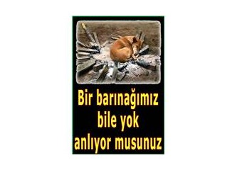 Bir barınağımız bile yok, anlıyor musunuz?