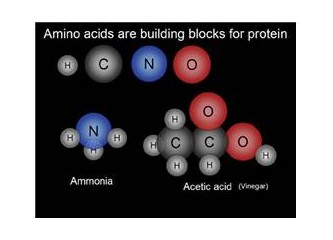 Aminoasitler – Canlıları oluşturan temel maddeler – 4