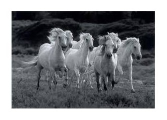 Vahşi Camargue