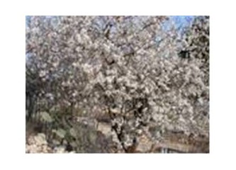 Hangi mevsime aitim?