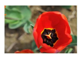 İstanbul'da LALE Zamanı!