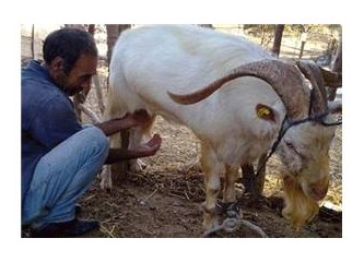 Üç general olayında tekeden süt çıkarmaya çalışanlar...