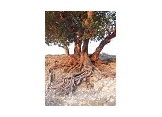 Dört gövdeli bir hartlap ağacı