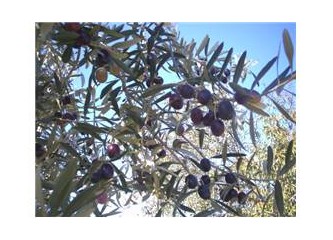 Zeytin üzerine küçük bir yazı