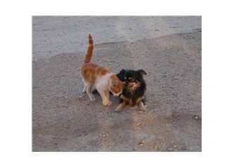 Bunları bilmek zorunda değilsiniz