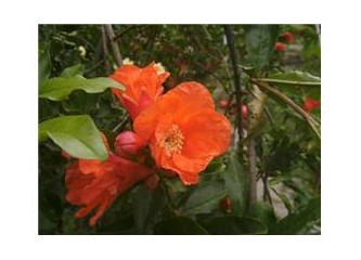 “Renginar” ve “Bir sevdadır fotoğraf”!