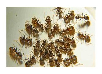 Karıncalardan Liderlik Dersleri