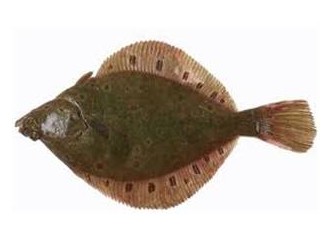 Pisi Balığı hakkında