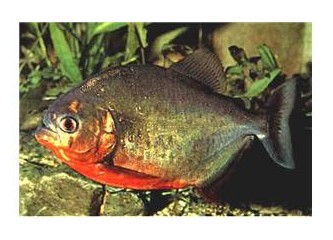 Fişek kokusu!: 2 (Piranhalar)