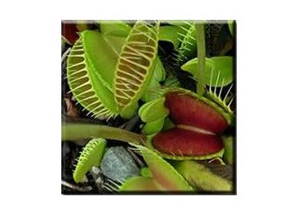 Böcek Kapan Bitki "Dionaea"