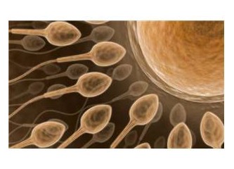 Spermlerin Yol Bulmadaki Üstün Kabiliyetleri