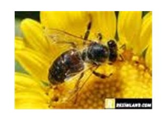Kır çiçeğiyle bal arısının hikayesi