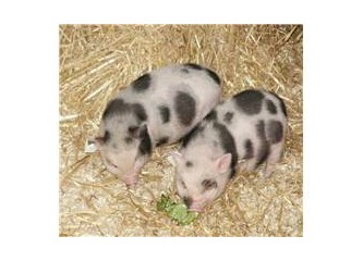 Bütün domuzların katli vaciptir. Tez vakit de kelleleri vurula!