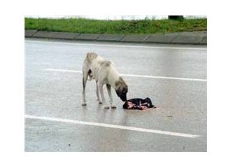 Haberler… Köpek, bebek ve elma