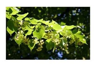 Çocuk soğuk algınlığı olmuşsa