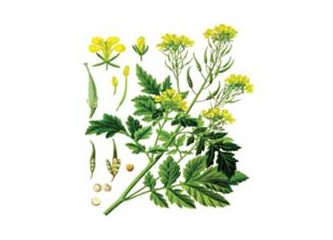 Romatizmada hardal tohumu