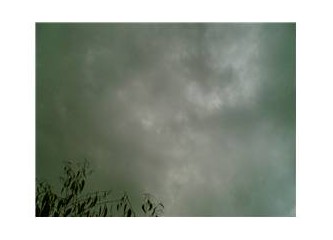 Domuz gribine bor aşısı!