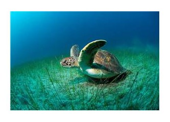 Kaplumbağa Hakkında