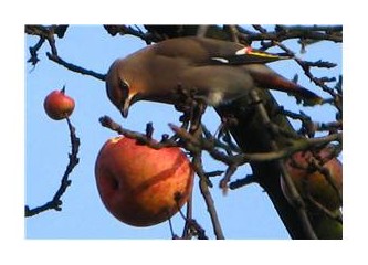 Tırtılın elma serüveni