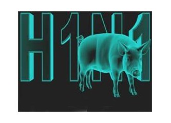Kod adı : H1N1  (Domuz Gribi )
