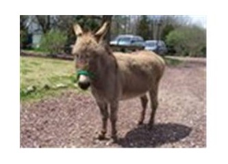 Eşeğin gölgesi üzerine!