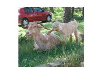 Kurban
