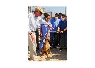 İngiliz Kraliyet Ailesi Uzmanları, İzmirde sokak köpeklerini yakaladı