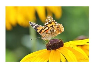 Allah'ın varlık delillerini görmek O'na duyulan sevgiyi artırır