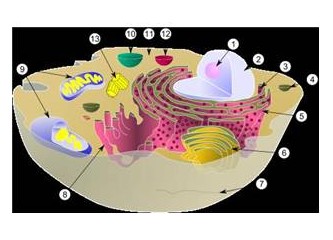 Hücre yapısı – 1 –  Eukaryot (Ökaryot-Çekirdekli) hücreler