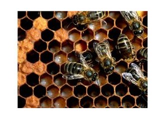 Arılar yeryüzünden kaybolursa kaç yıl ömrümüz kalır?