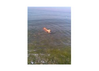 Denizi temizleyen köpek...