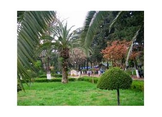 Bir küçük kuş söyledi