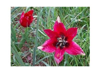 Öykü üzerine/Öykü de anlatıcı
