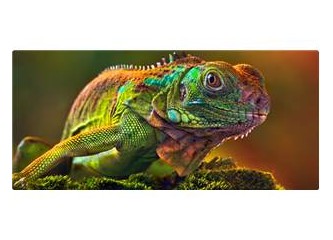 Darwinistler'den işte öylesine hikayeler-V