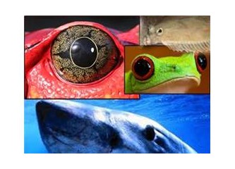 Balık gözlerindeki muhteşem sanat