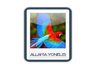 Allaha'a Yöneliş yazıları