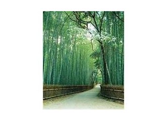 Boydan Zengin "Bambu"