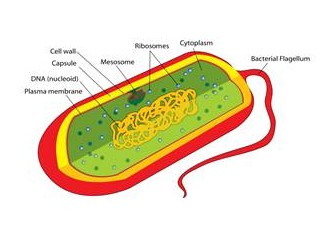 Hücre yapısı – 2 – Prokaryot (çekirdeksiz) hücreler